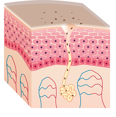 Prirodni sastojci eteričnih ulja